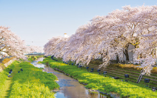 野川桜並木