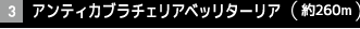 アンティカブラチェリアベッリターリア